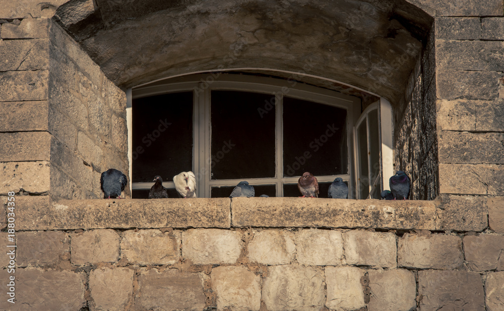 window with pigeons Dubrovnik 