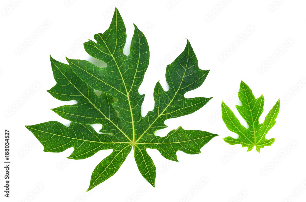 Obraz premium Papaya leaves on a white background