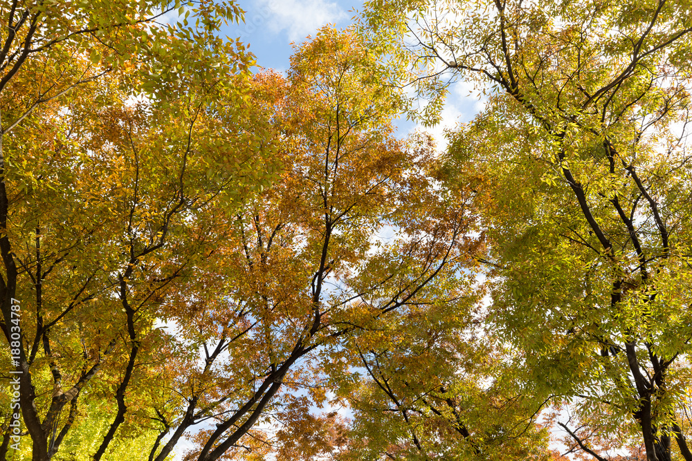 Yellow tree leaves in autumn of Japan Yellow tree leaves in autumn of Japan