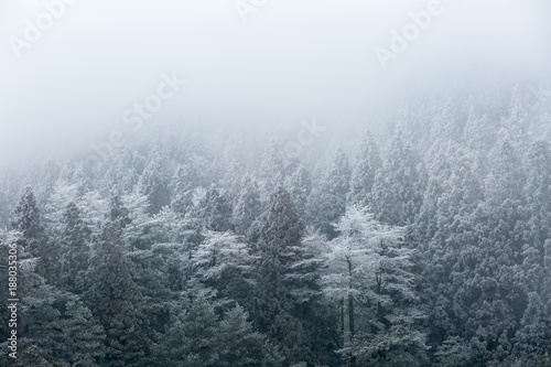 winter forest in fog