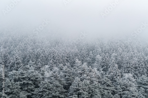 winter forest background