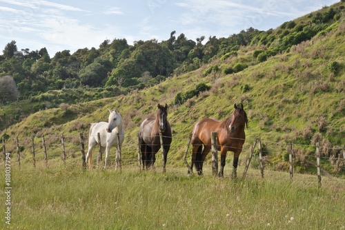Three different color horses standing near fence