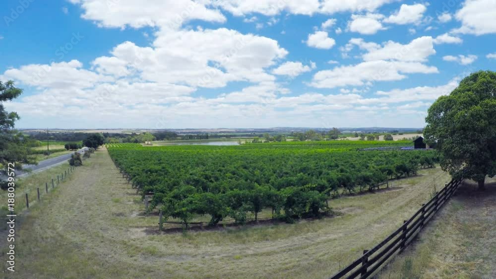 Drone aerial of the Barossa Valley, major wine growing region of South Australia, views of rows of grapevines and scenic landscape, taken from Lily Farm Road. Drone aerial of the Barossa Valley, major wine growing region of South Australia, views of rows of grapevines and scenic landscape, taken from Lily Farm Road.