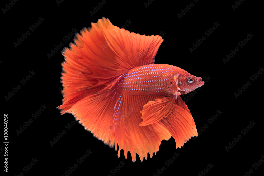 beautiful betta splendens isolated on black background beautiful betta splendens isolated on black background