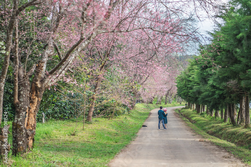 Wallpaper Mural Cherry Blossom Pathway in ChiangMai, Thailand Torontodigital.ca