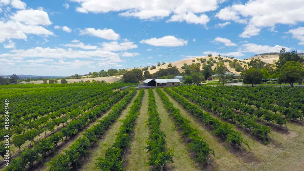Drone aerial of the Barossa Valley, major wine growing region of South Australia, views of rows of grapevines and scenic landscape, taken from Lily Farm Road.
