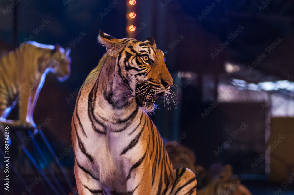 Naklejka premium tygrysy na arenie cyrkowej