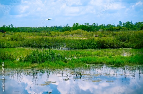 white bird flying in swamp