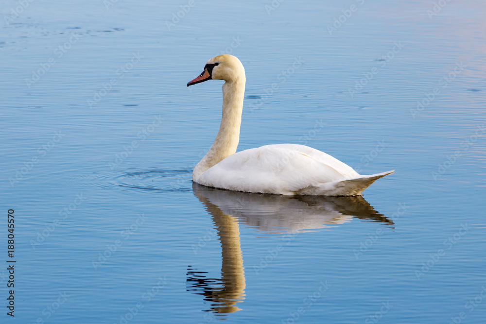 White swan floating on the water surface of the river White swan floating on the water surface of the river
