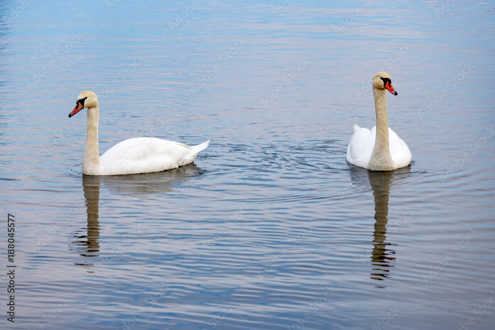 Obraz premium Couple of white swans on the water surface of the river