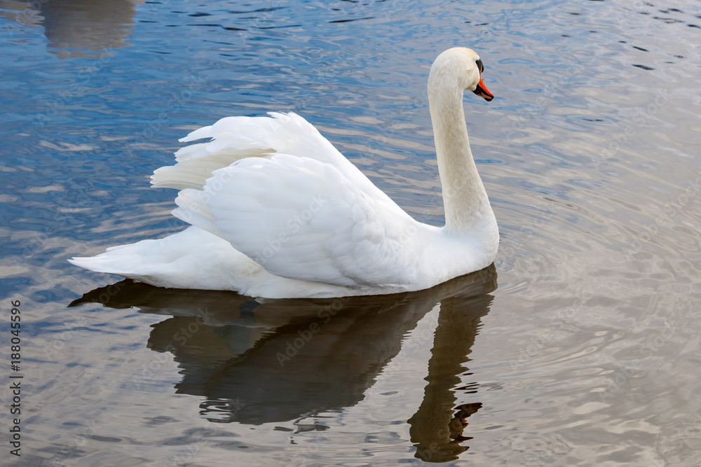 White swan with raised wings floating on the water surface of the river White swan with raised wings floating on the water surface of the river