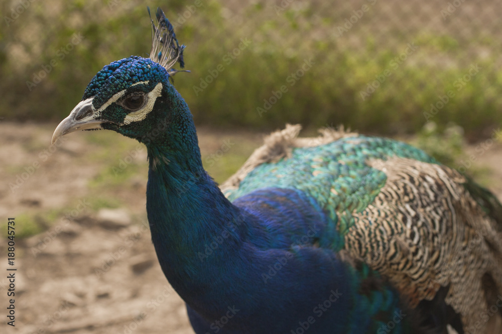 Fototapeta premium Peacock. Beautiful bird. Peahen.