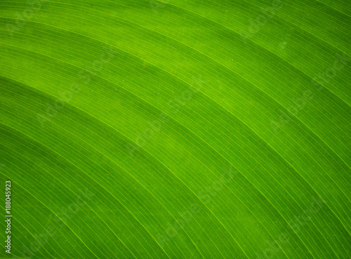 Green banana leaf background, banana leaves used for wrapping.