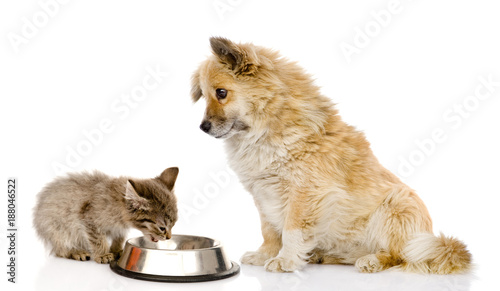 Mixed breed dog and newborn kitten eating together. isolated on white background