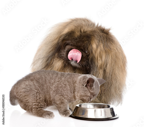 Little kitten and licking lips hungry puppy eating together. isolated on white background photo