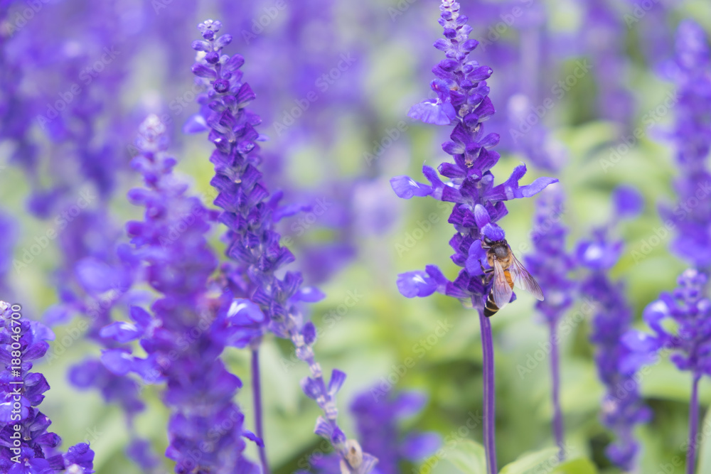 Bee and Lavender in the garden on Lavender green leaves background. Bee and Lavender in the garden on Lavender green leaves background.
