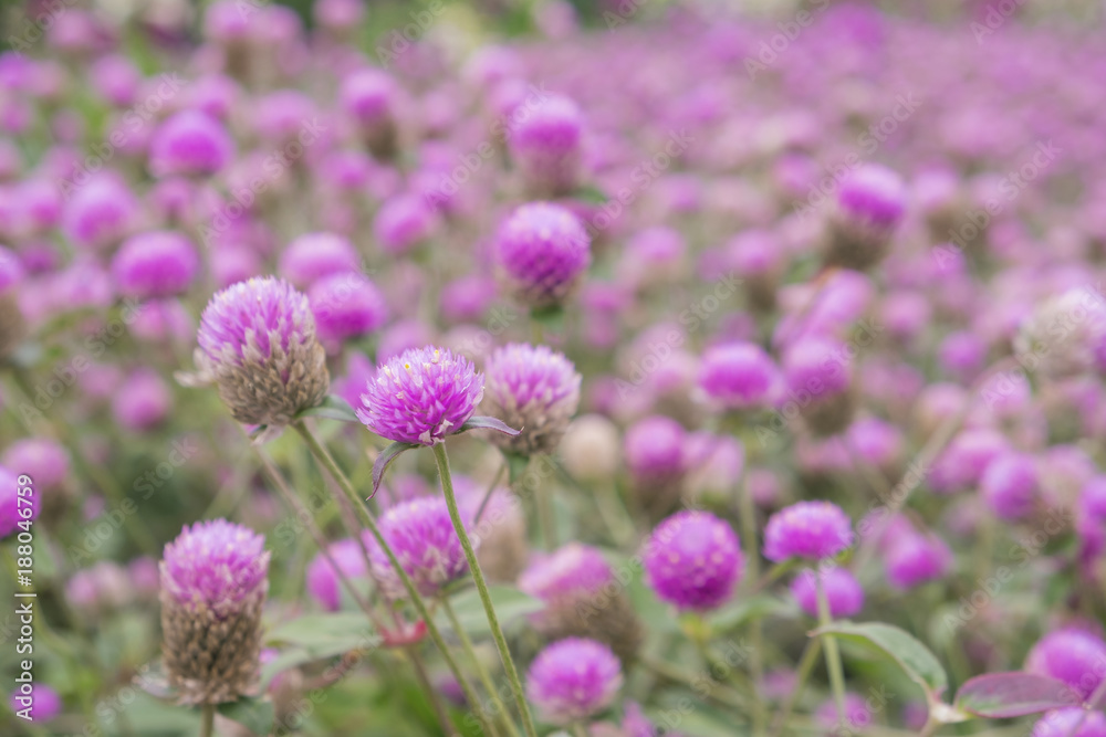 Purple globe amaranth in the garden. Purple globe amaranth in the garden.