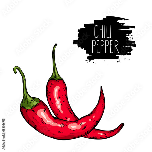 Isolated spicy hot chili pepper. Natural vegetable vector sketch illustration.