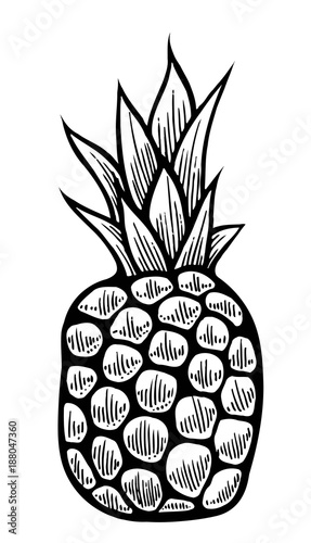 Vector hand drawn pineapple.
