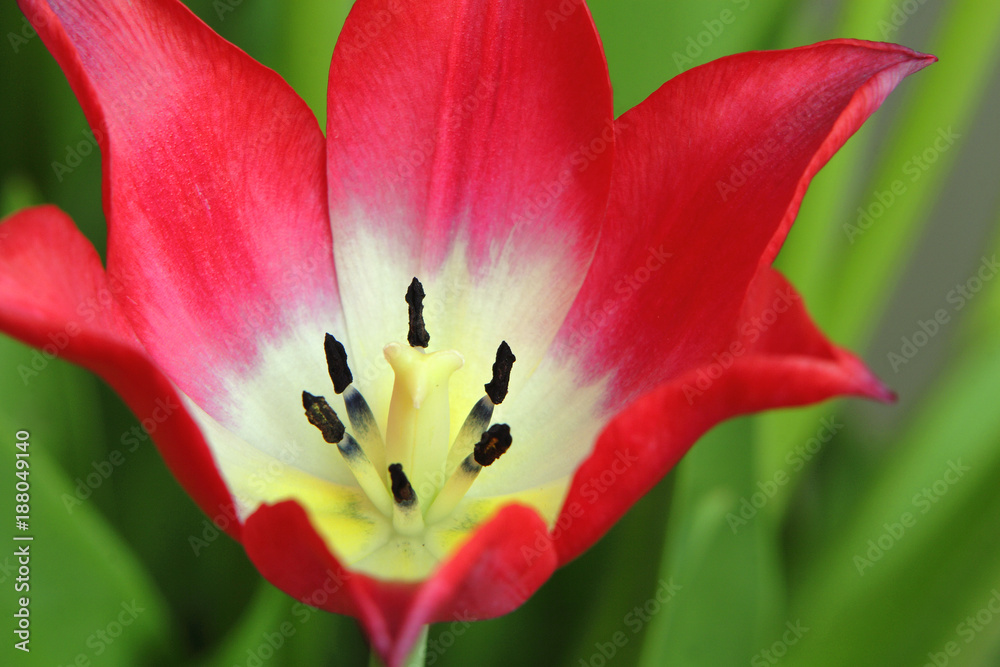 Closeup of single blooming Botanic Tulip red flower Closeup of single blooming Botanic Tulip red flower