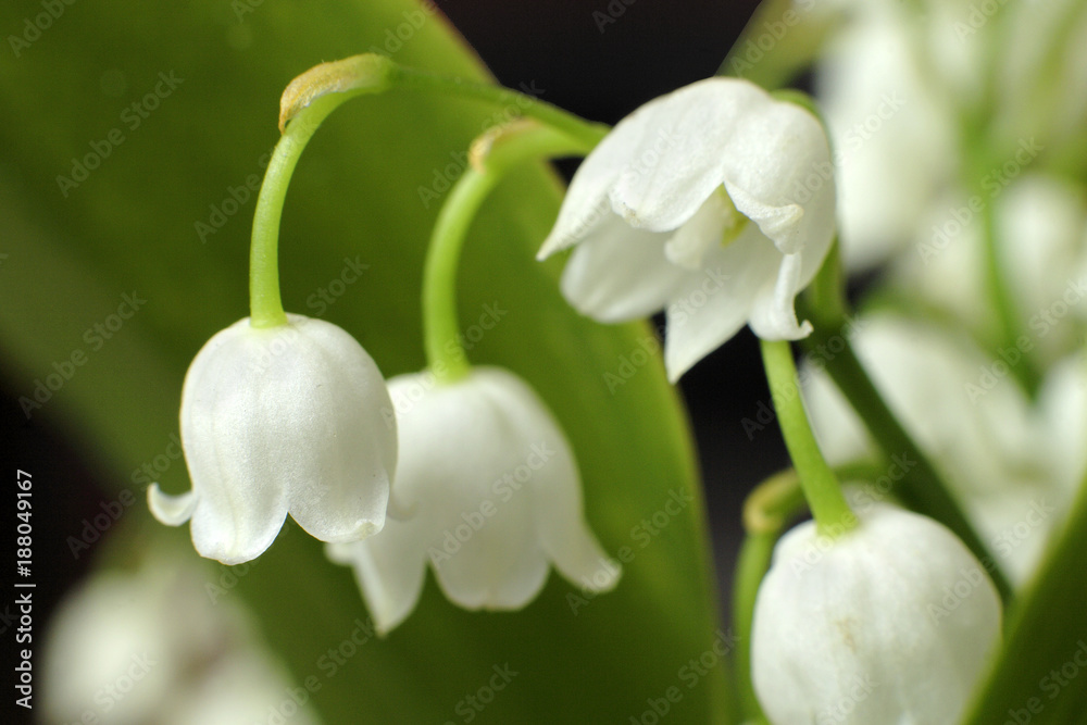 Blooming European lily of the valley flowers Blooming European lily of the valley flowers