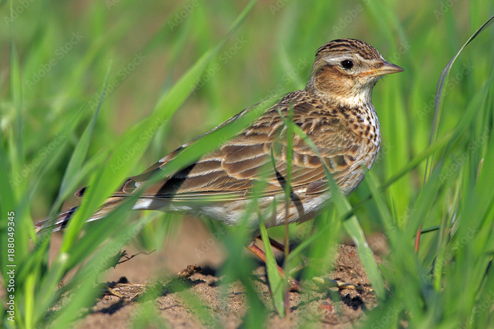 Single Skylark bird on grassy wetlands during a spring nesting period Single Skylark bird on grassy wetlands during a spring nesting period