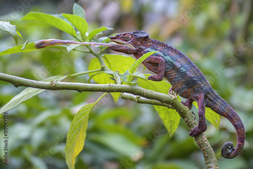Panther Chameleon - Furcifer pardalis hunting insect by his long tongue in Madagascar rain forest.