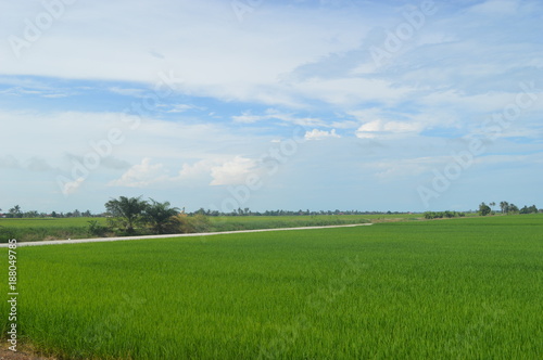 Sekinchan Padi Field