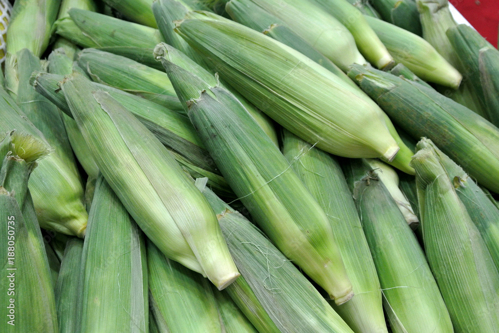 Pile of harvested corn. The corn fruit is still wrapped in leaves