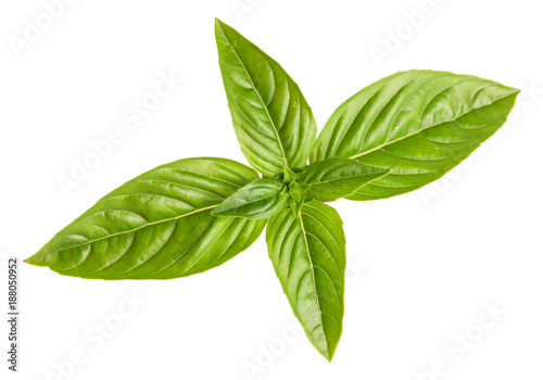 Fresh green basil isolated on white background