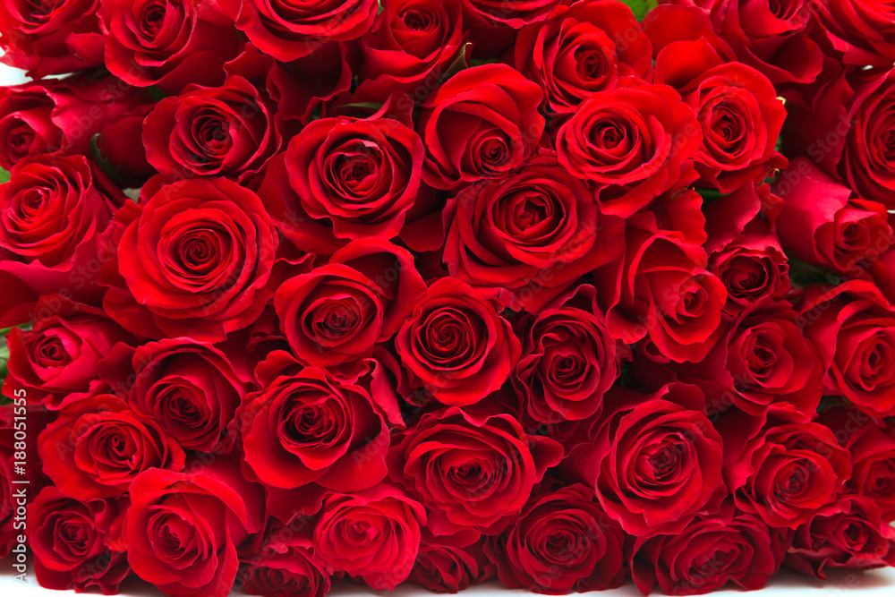 Naklejka premium czerwone róże