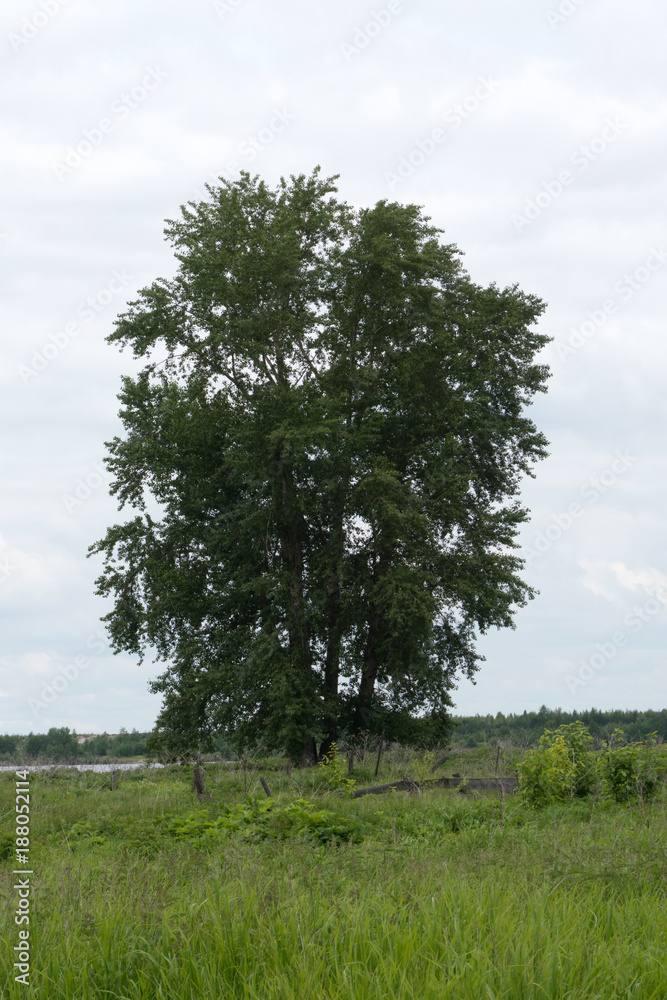 Fototapeta premium Big old aged poplar tree with burl trunk and spreading branches on river bank on sunny day Scenic summer landscape