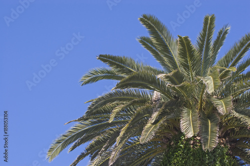 Palmendetail vor blauem Himmel