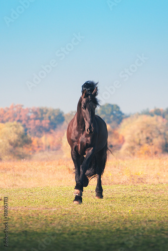 Big black Friesian horse runs on the field on autumn background