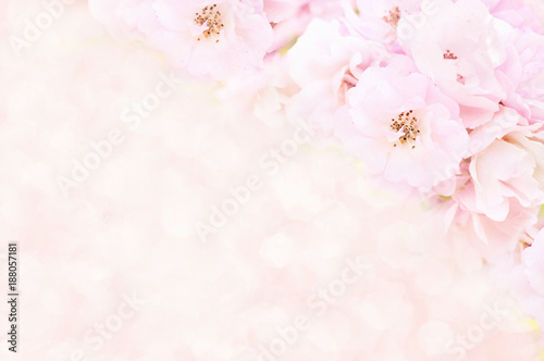 Spring blossom or summer blossoming rose (rosehip), toned, bokeh flower background, pastel and soft floral card