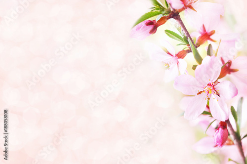 Spring blossom/springtime cherry bloom, toned, pink almond flowers background, pastel and soft floral card, toned