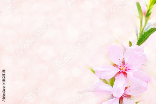 Fototapeta Naklejka Na Ścianę i Meble -  Spring blossom/springtime cherry bloom, toned, pink almond flowers background, pastel and soft floral card, toned