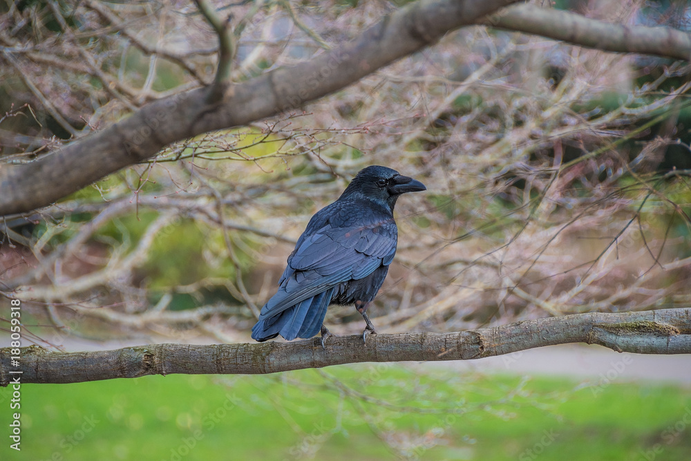 A black Raven on a branch A black Raven on a branch