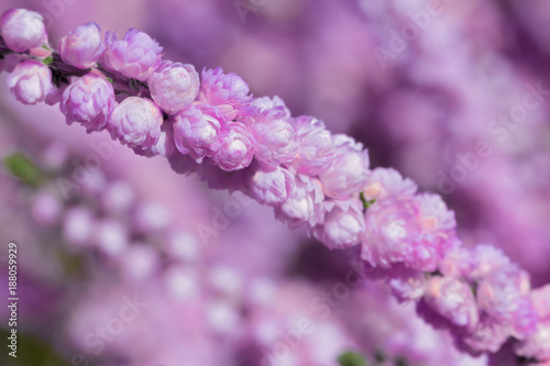 evergreen heather blossoms close up