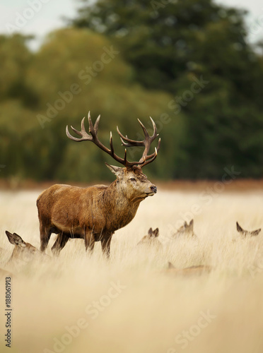 Red deer stag standing in the grass among a group of hinds