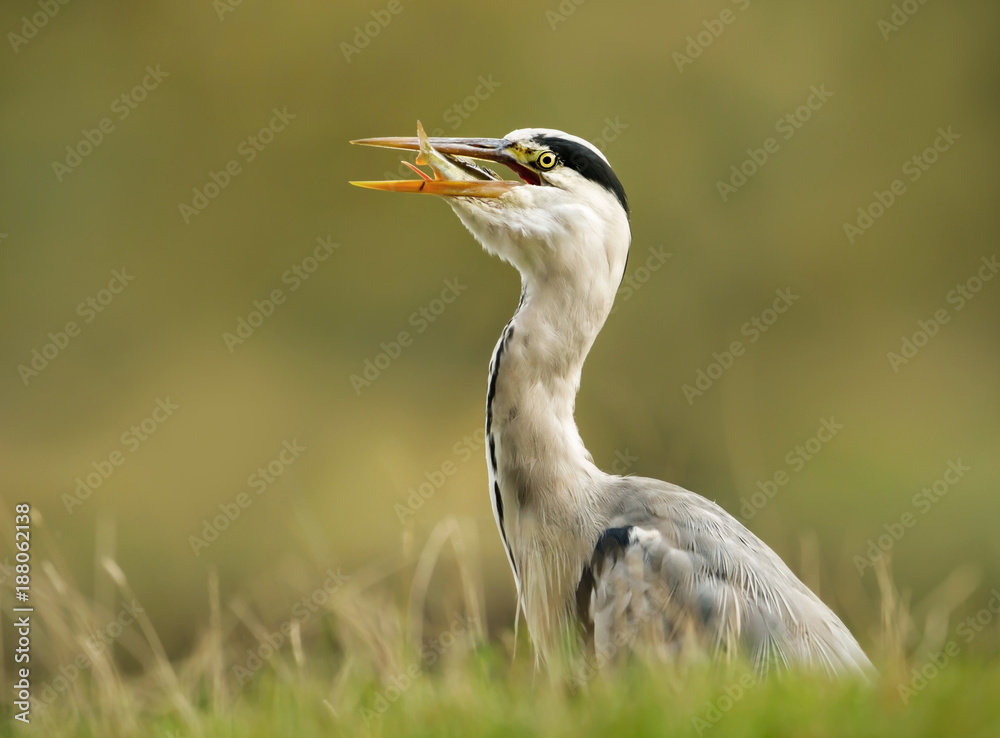 Close up of a Grey heron with a catch Close up of a Grey heron with a catch