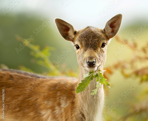 Fallow deer fawn eating a leaf
