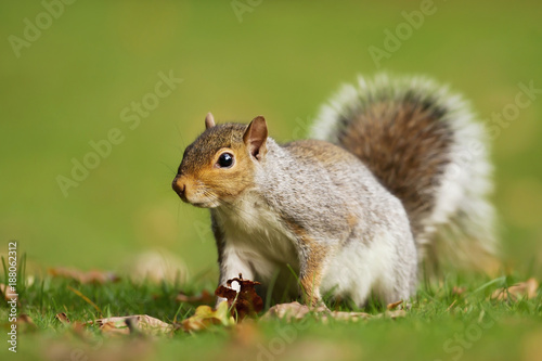 Eastern grey squirrel sitting on the autumnal leaves