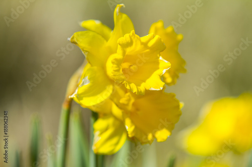 Fototapeta Naklejka Na Ścianę i Meble -  Yellow flower in the north Atlantic 