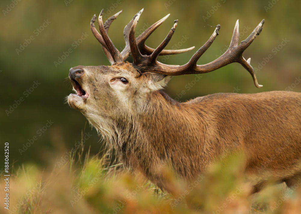 Obraz premium Close up of red deer stag bellowing during the rut
