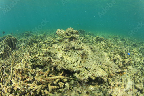 Dead reef due to coral bleaching, global warming, climate change