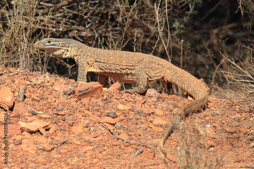 Bild auf Leinwand wild goanna on a hill in outback Australia during a sunny day