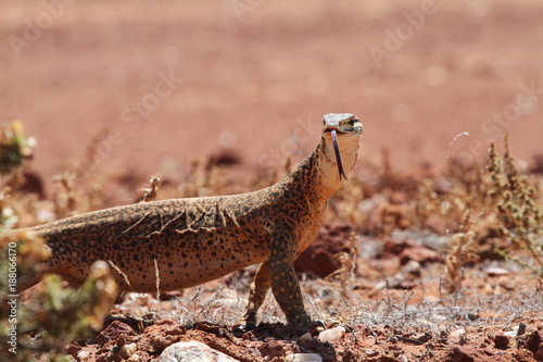 Фотография wild goanna on a sandy road in outback Australia