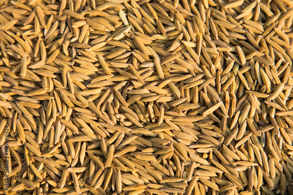Paddy jasmine rice texture background, Food background