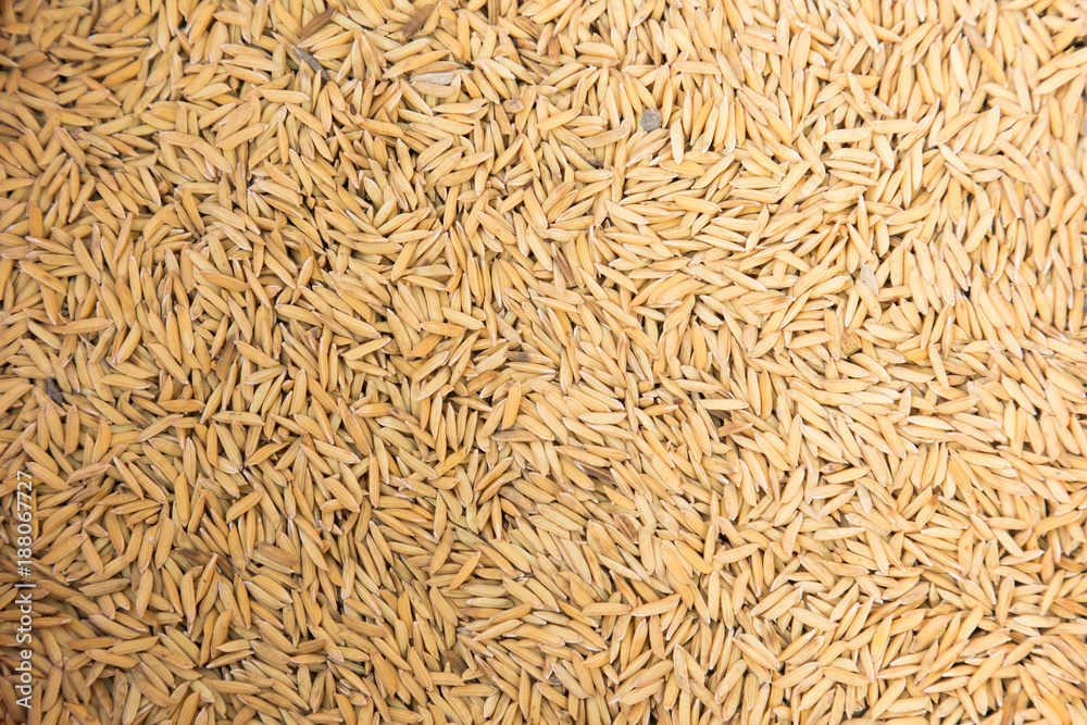 Paddy jasmine rice texture background, Food background Paddy jasmine rice texture background, Food background
